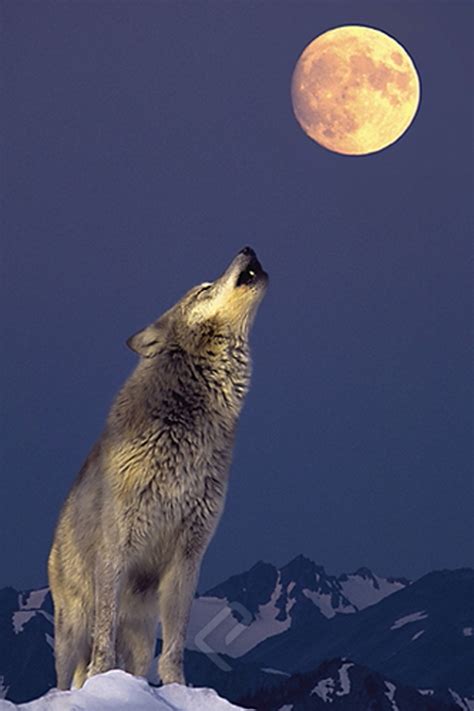 pictures of wolves howling at the moon